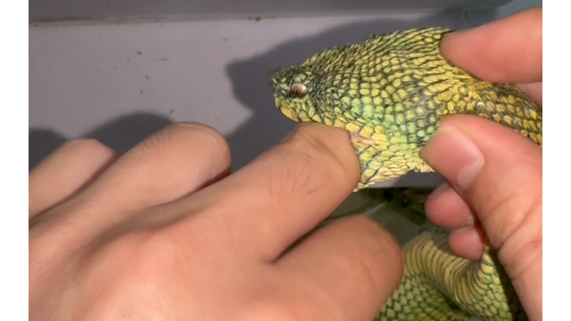 一次铠甲蝮的记录