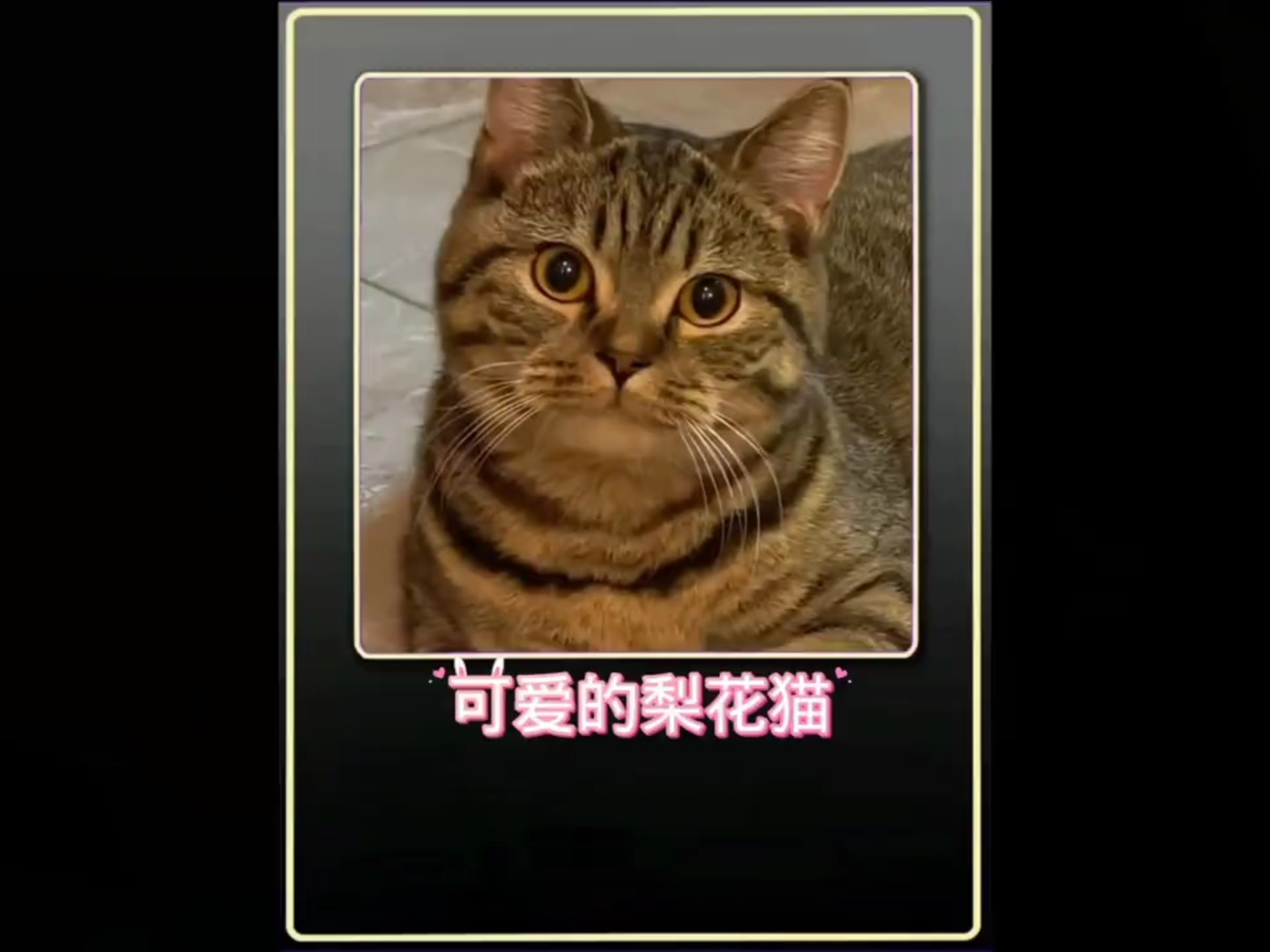 狸花猫不语 只是拒绝你的预制食物# 萌猫 # 搞笑视频