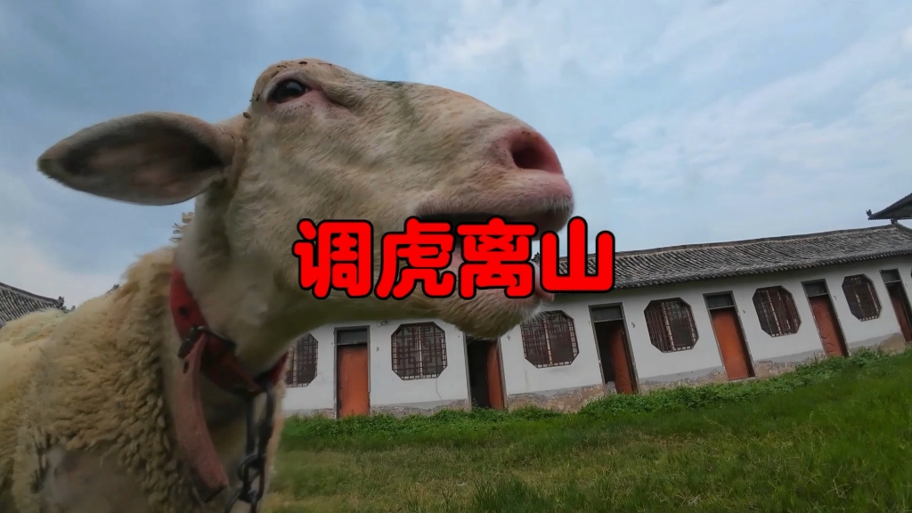 我们狗羊组合巧妙利用调虎离山计，不但成功摘下大西瓜，还策反一