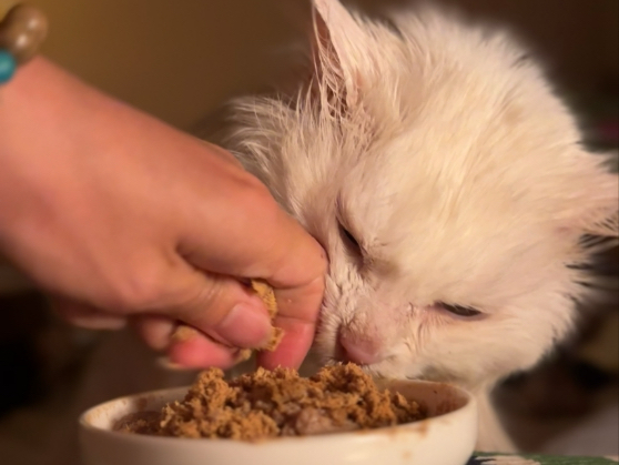 蛋咪食欲又恢复了 昨天凌晨到白天吃了三盘子饭！！希望天天如此 