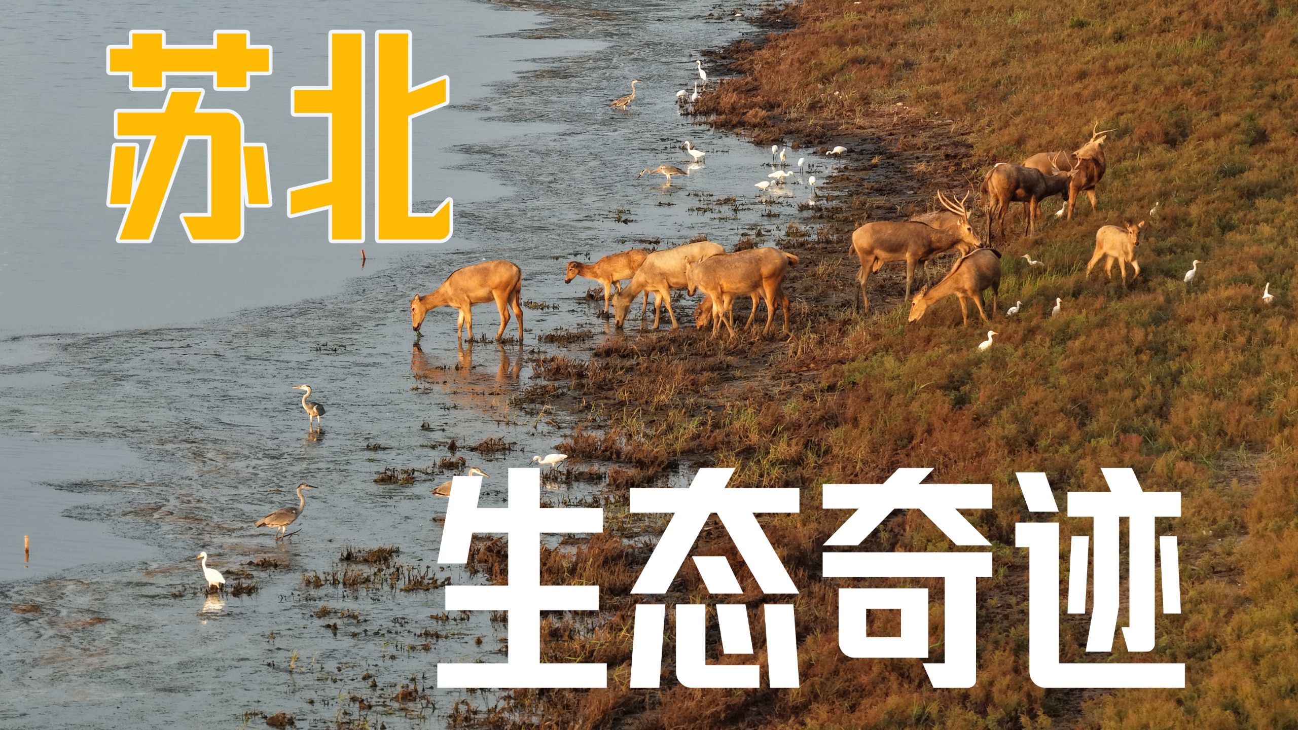 全球最大“四不像”生态保护基地！