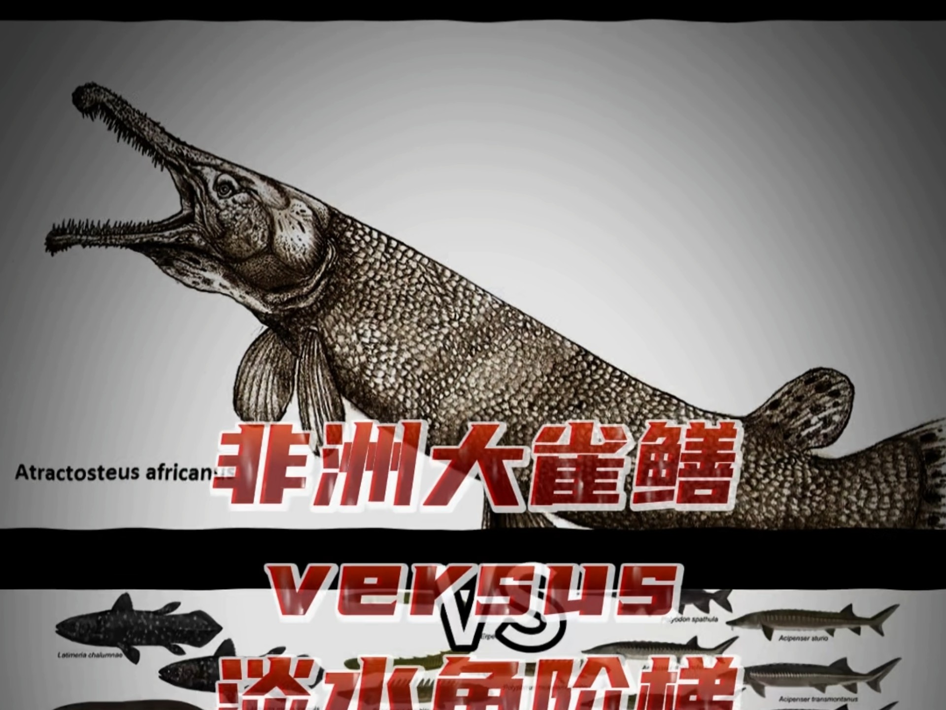 论战:非洲大雀鳝Vs淡水鱼阶梯