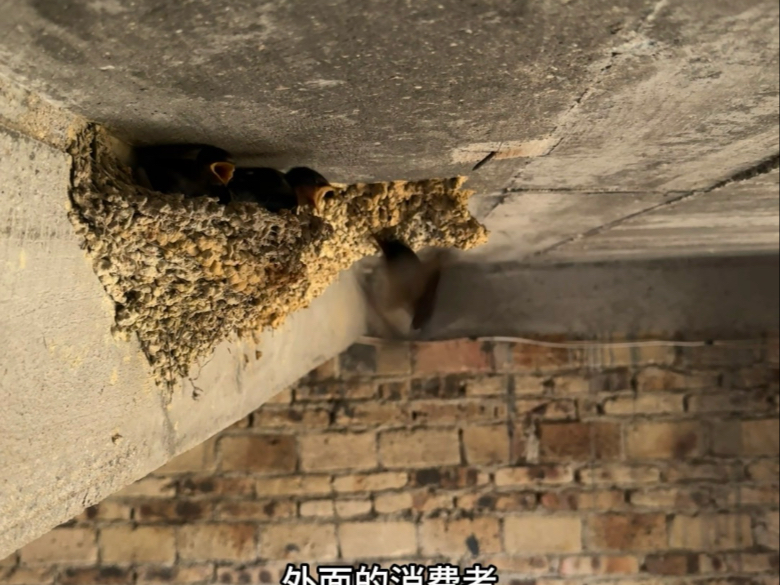 你那里还有燕子吗？