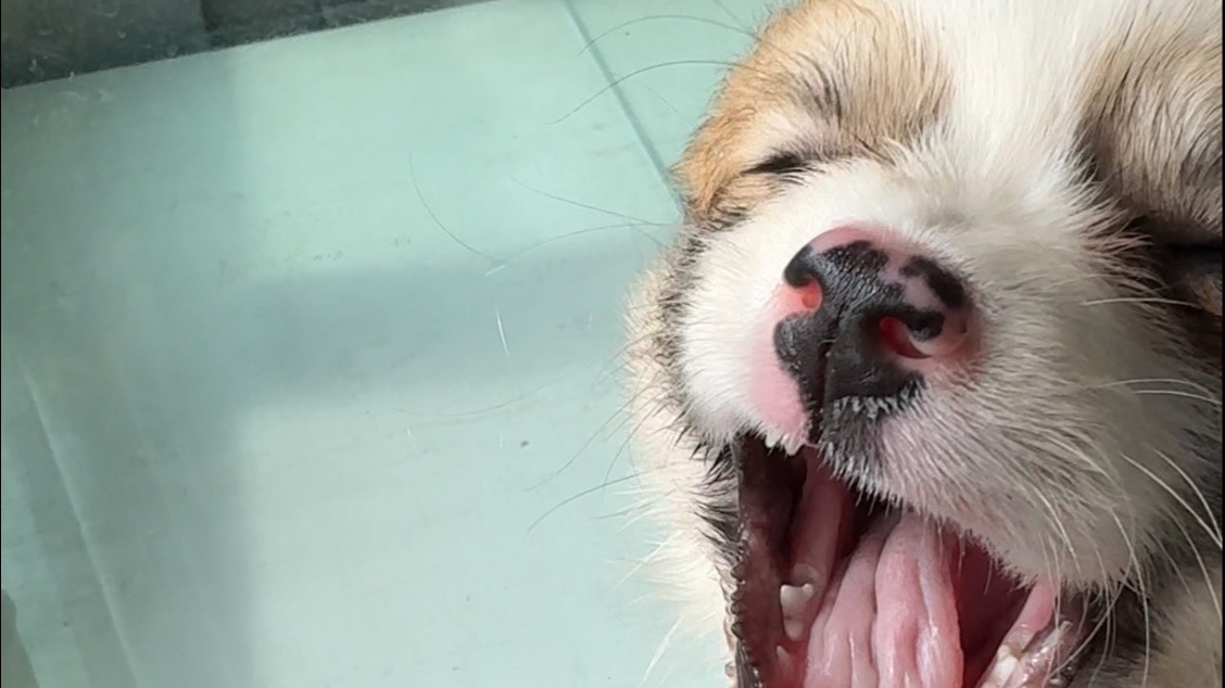 网上买的小柯基到家第二天，状态一切正常？？？