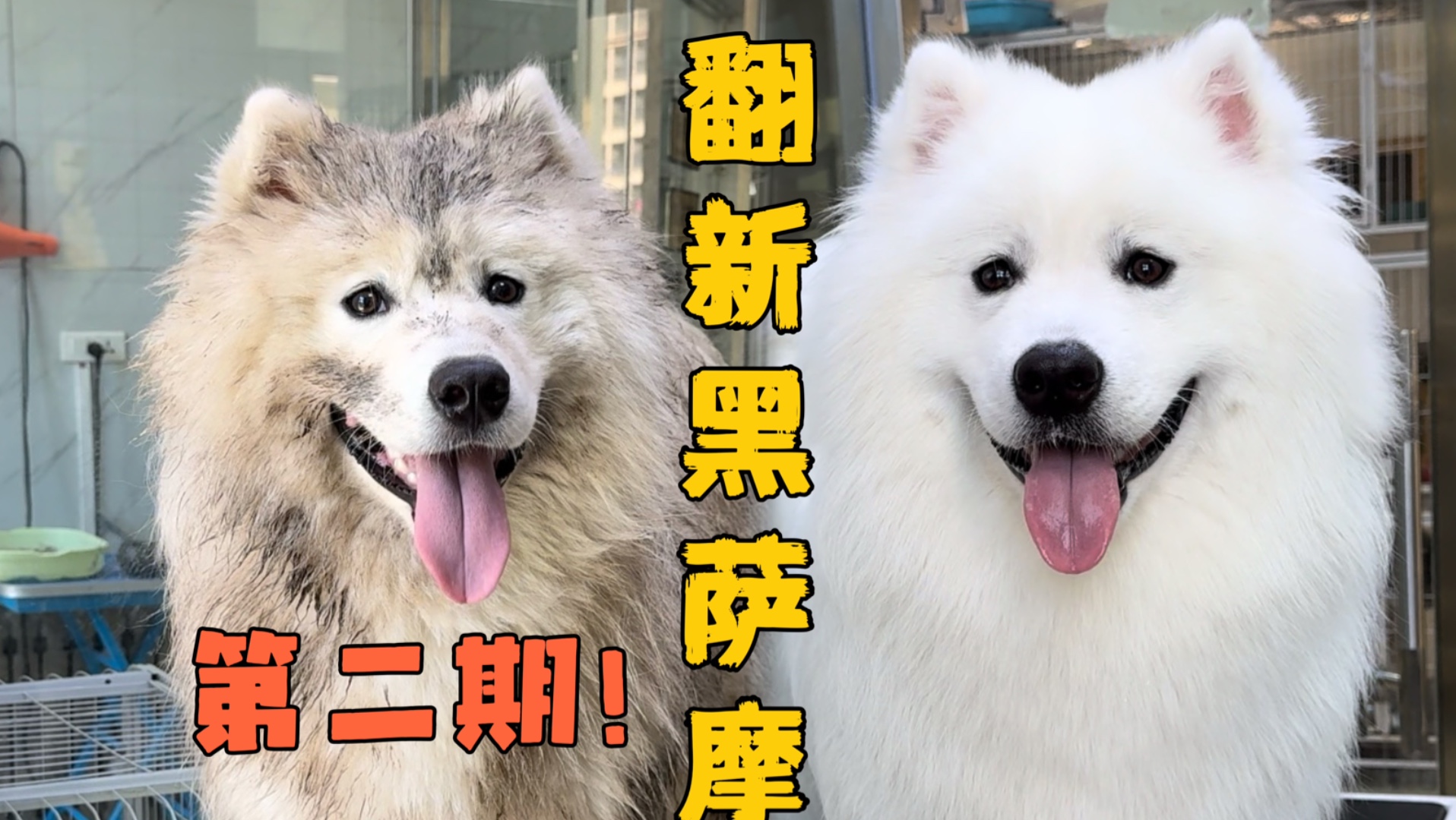 翻新一只“掉泥坑里的黑萨摩”洗完澡之后微笑天使的美丽果然