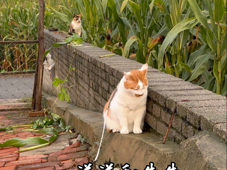 牛牛的自由时光^_^不好意思大家，今天不能直播啦，下次再见！