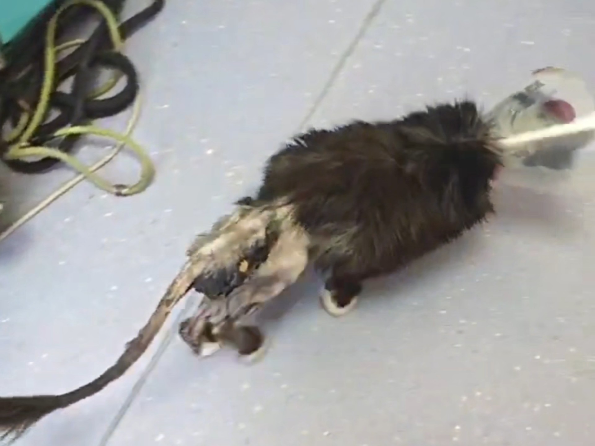 上天要夺走它的双腿，我偏不让!#流浪猫救助 #流浪猫 #明亮之家