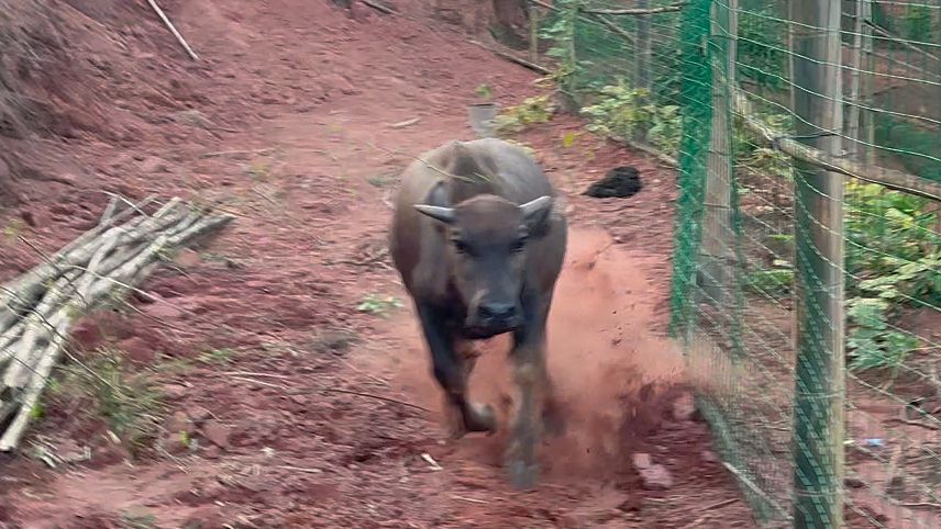 水牛撒娇我是真扛不住