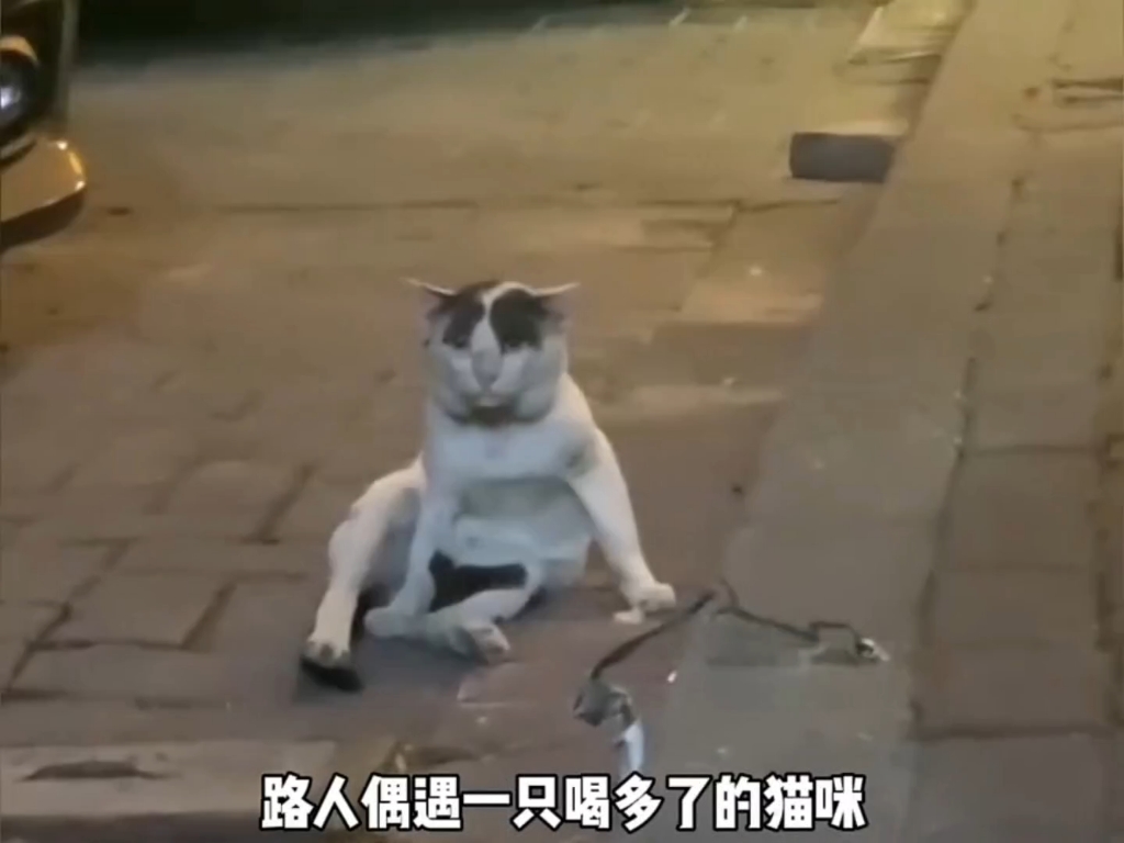 喝醉酒的猫咪，来看看哪个最丢人。