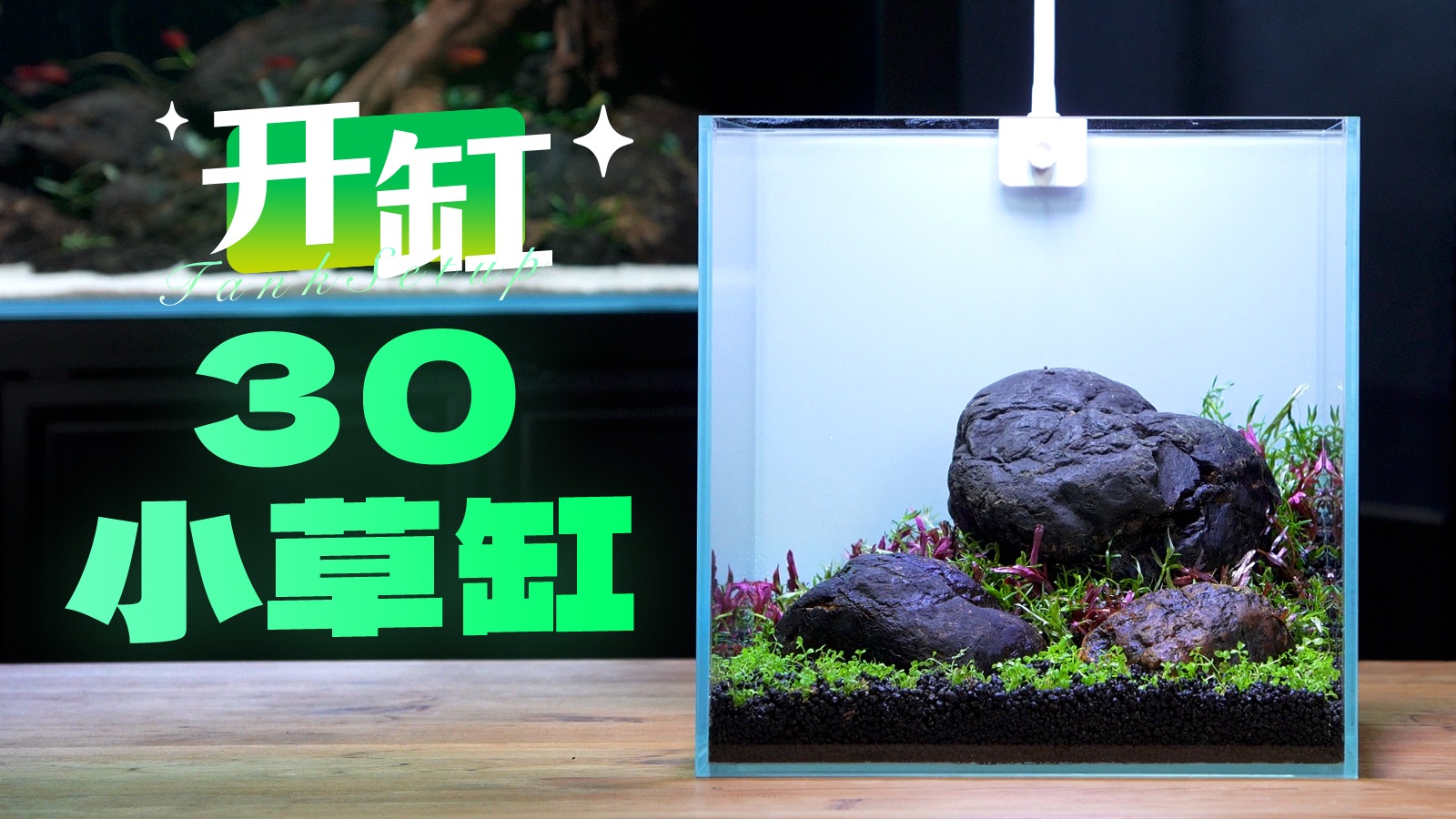 如何开一个30小草缸（保姆级）