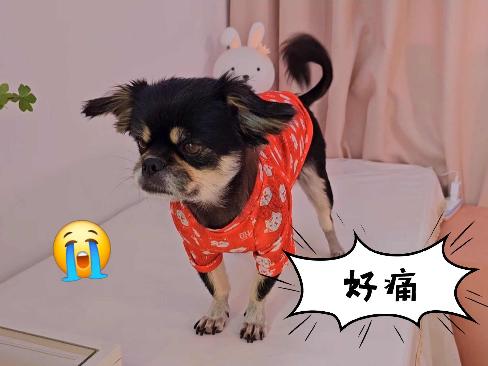 狗狗搞破坏，把自己摔哭了