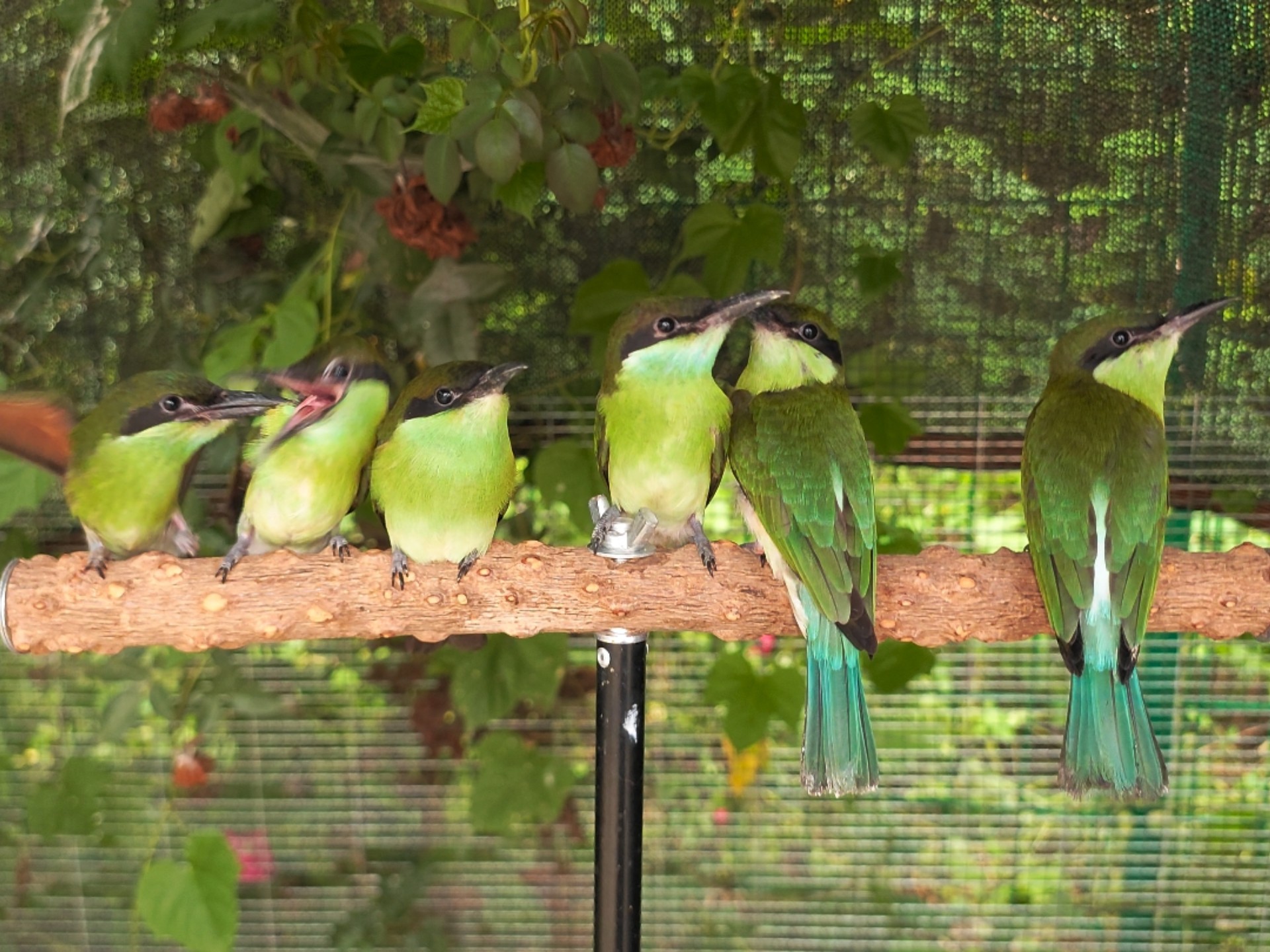 放飞第一批小蜂虎！