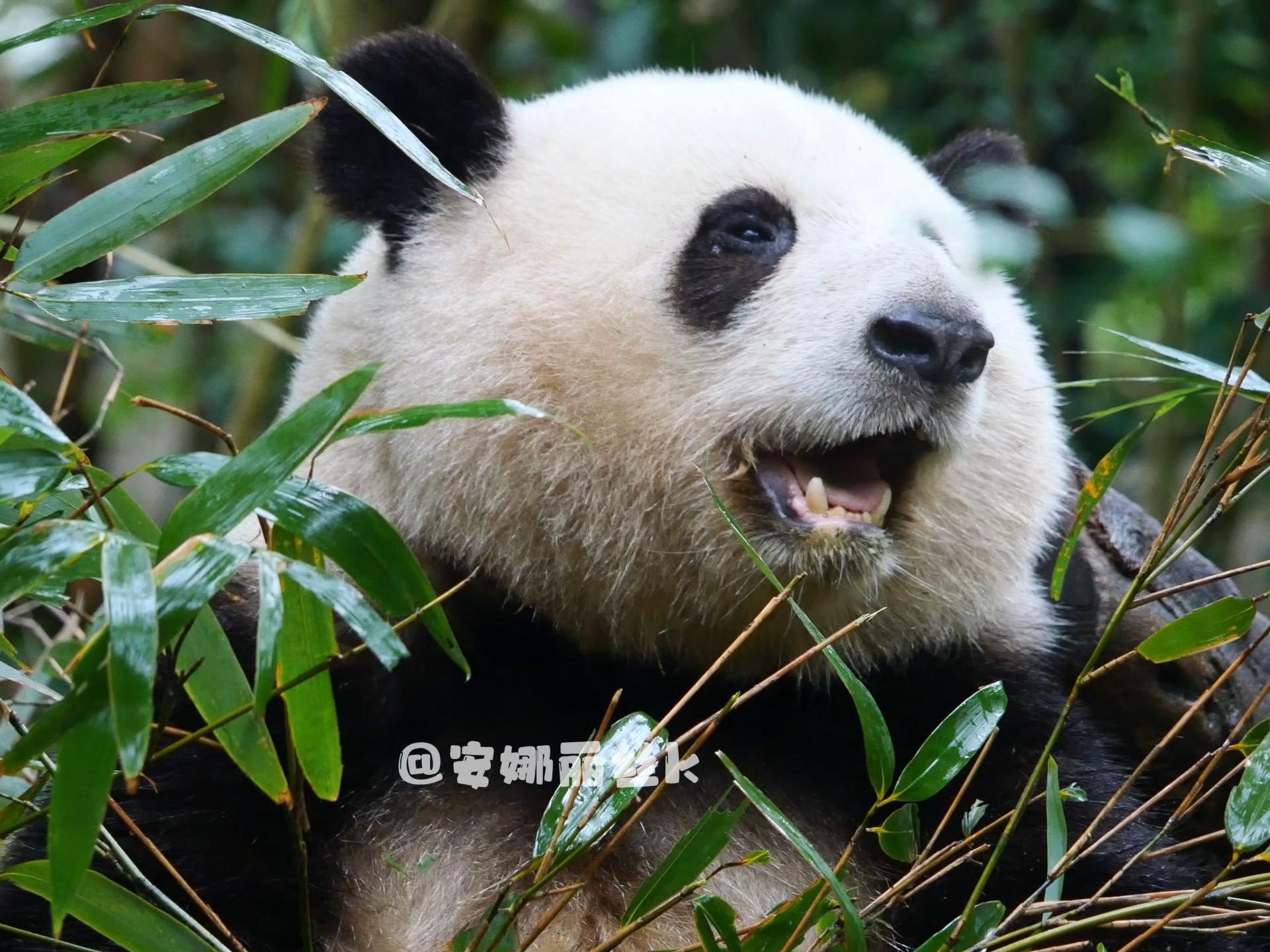 听!这就是为花局美貌所倾倒的声音!