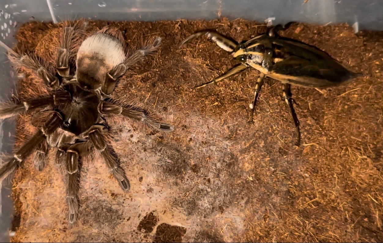 亚马逊巨人捕鸟蛛tb速秒印度田鳖