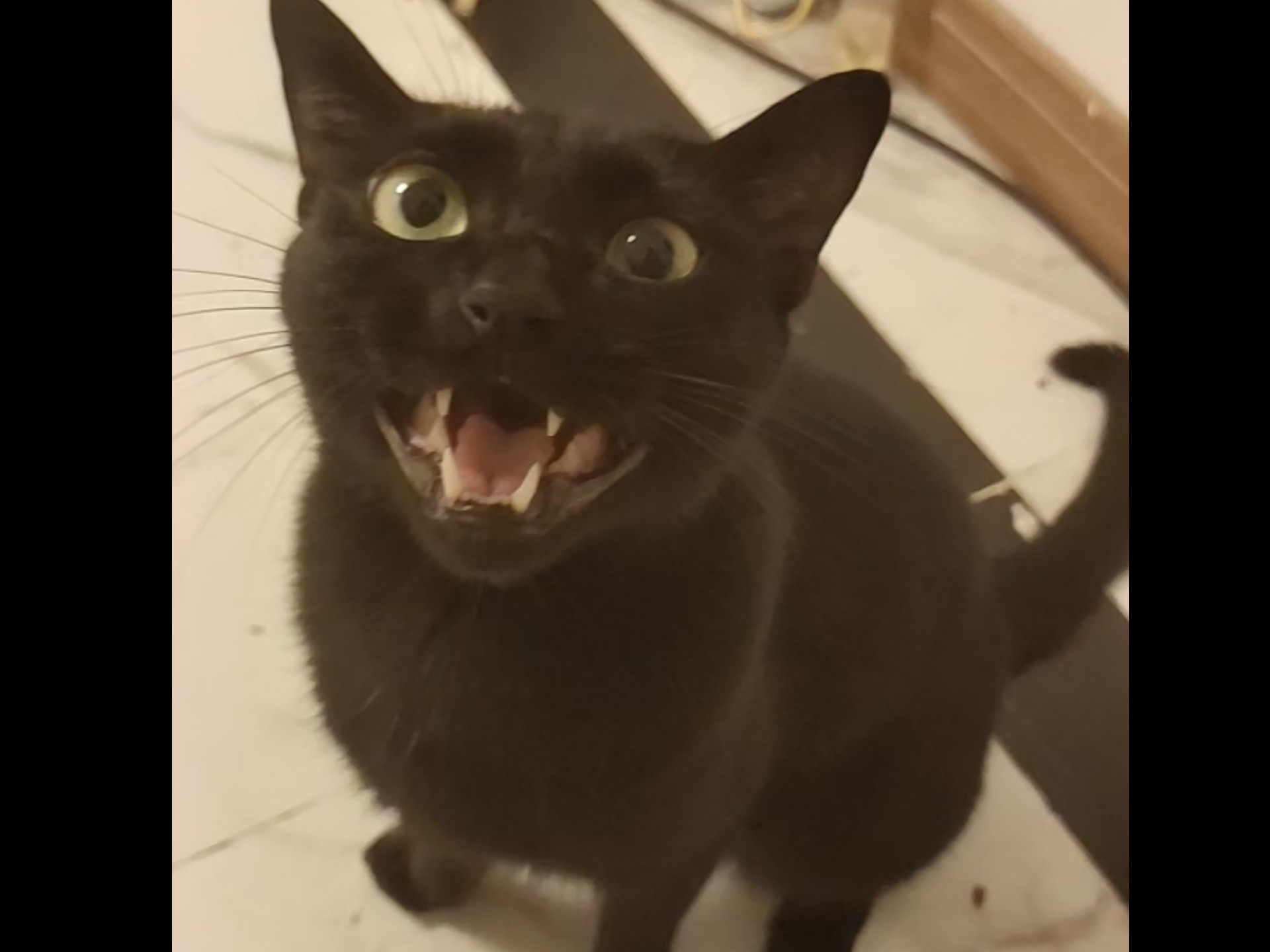 黑猫哇哇叫，只是为了摸摸，不是饿了视频为证