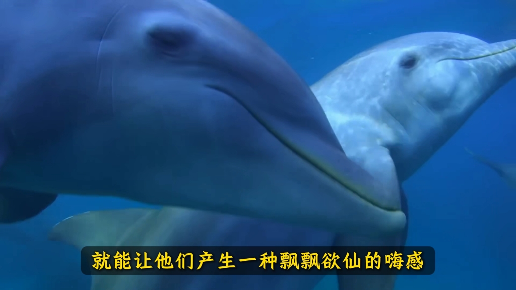 海豚那么聪明，为啥总干一些“流氓”才会干的事？