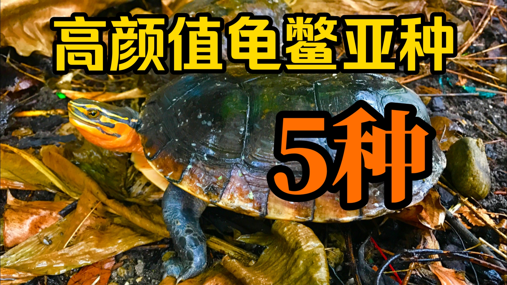 橙头安布？盘点5种在同类中颜值出众的龟鳖类