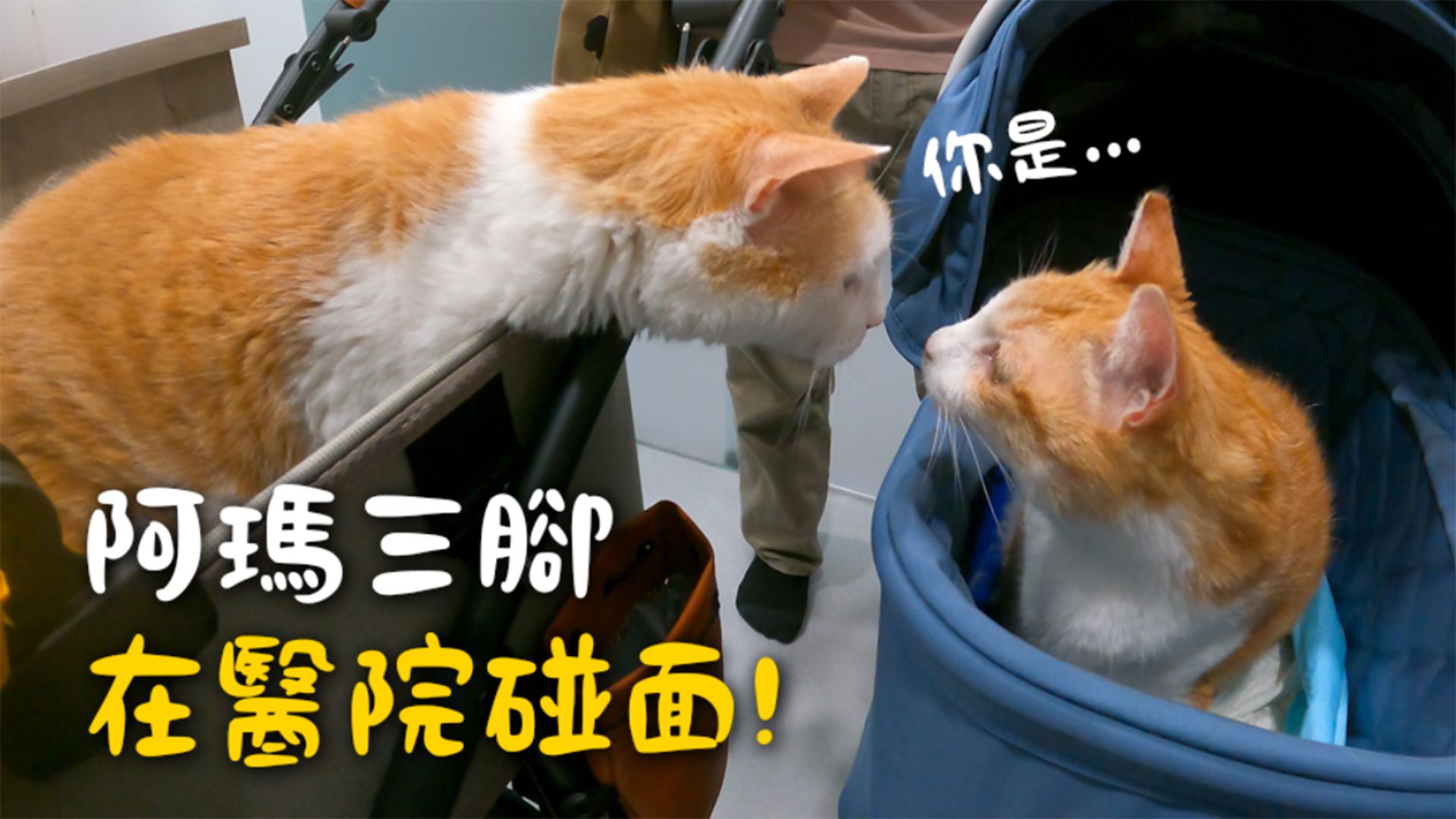 【黃阿瑪的日常】阿瑪三腳在醫院碰面！不斷喵喵對話！
