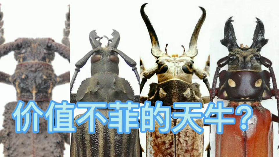 天价天牛谣言（本期视频所说价格可能与当前价格有出入，毕竟好多