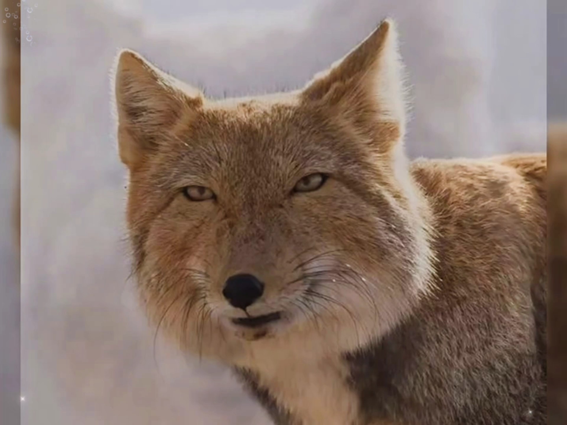 颠覆你认知的动物冷知识，没想到雪豹叫声是这样的！