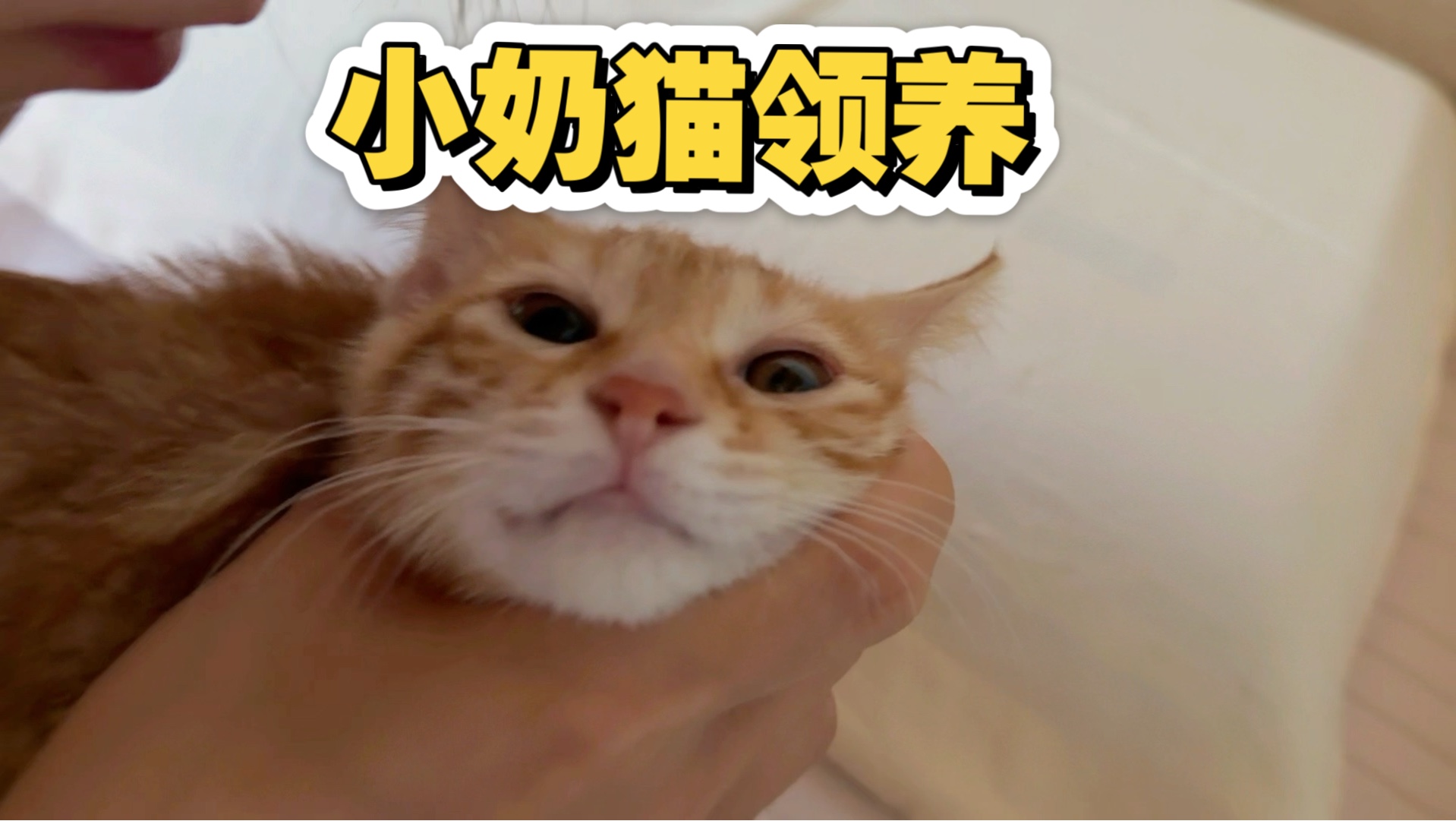 乖巧又可爱的小奶猫找领养啦！！！