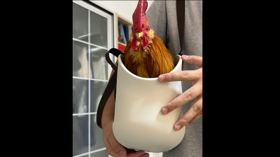 我们小鸡也有外出包包啦！