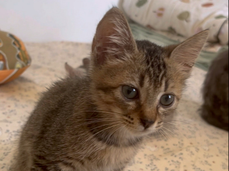 你是废物小猫，除了我没人爱你