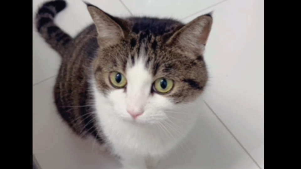 猫：这人咋能这么过分呢？！