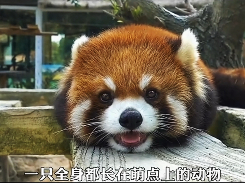 那些比你想象中更可爱的动物