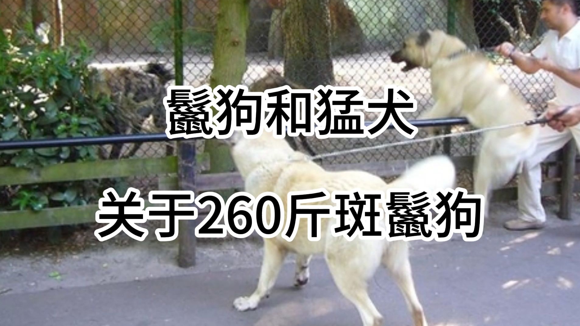 猛犬与鬣狗，以及鬣狗是否能够达到260斤