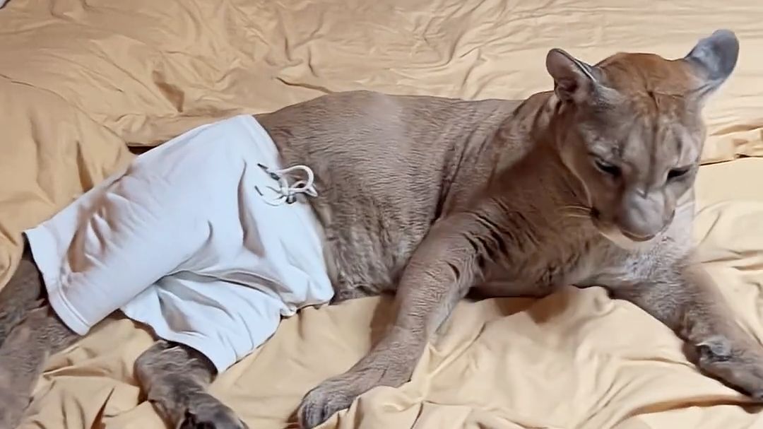 当美洲狮梅西穿上了短裤...