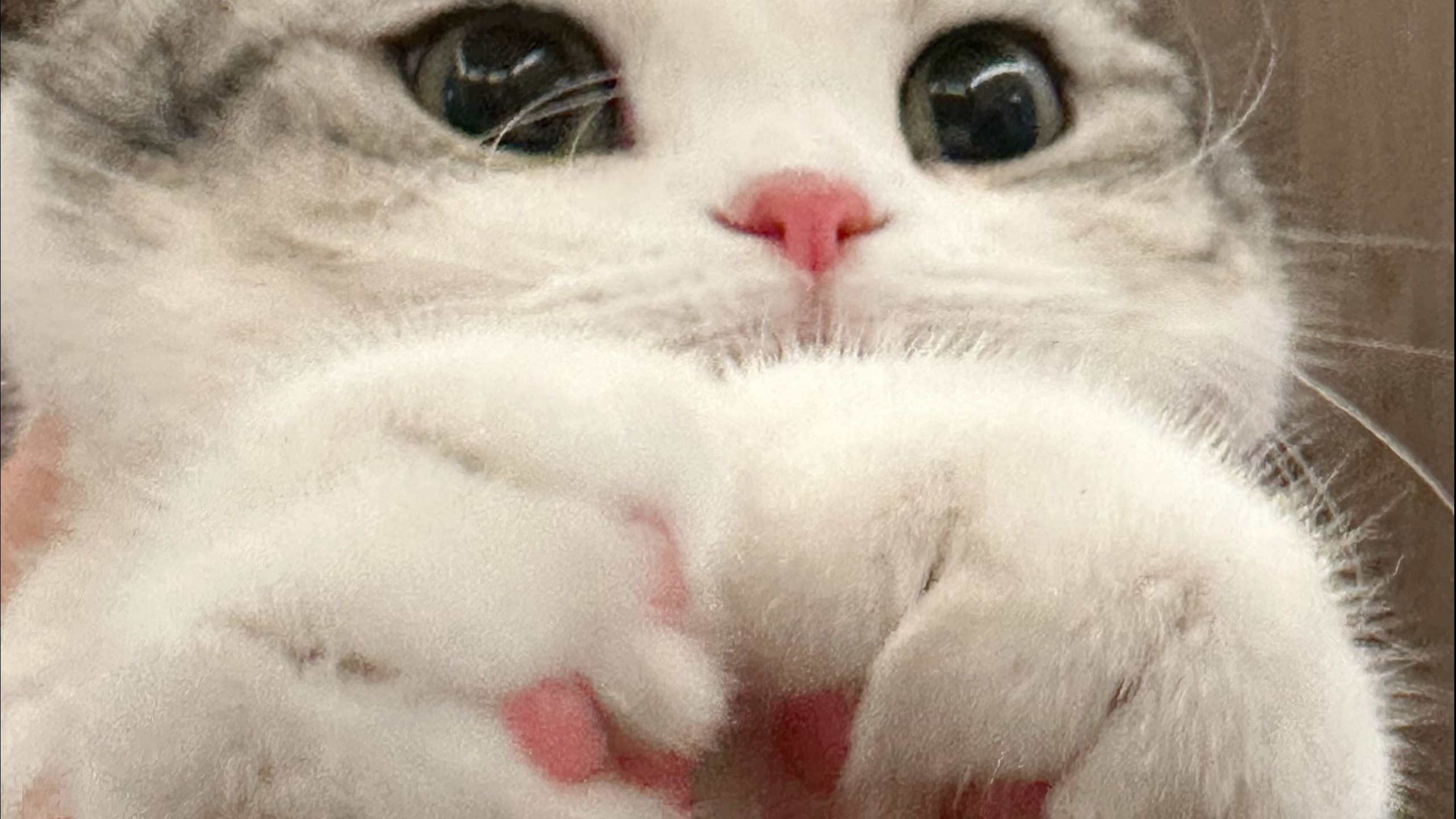 猫咪和人类幼崽的一天