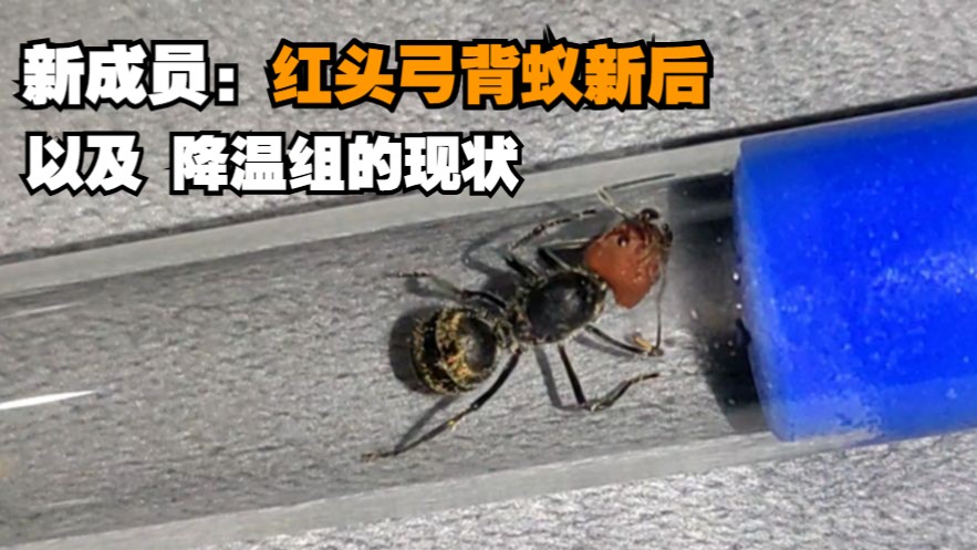 2025年7月养蚁记录上