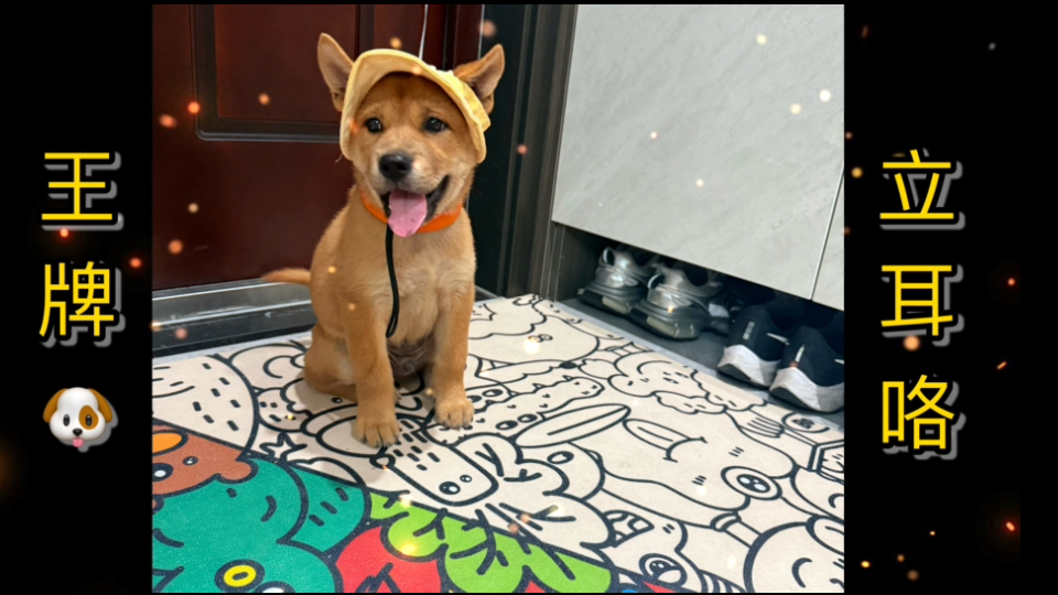 『冷风宇宙』：八月八日，立耳系统启动！