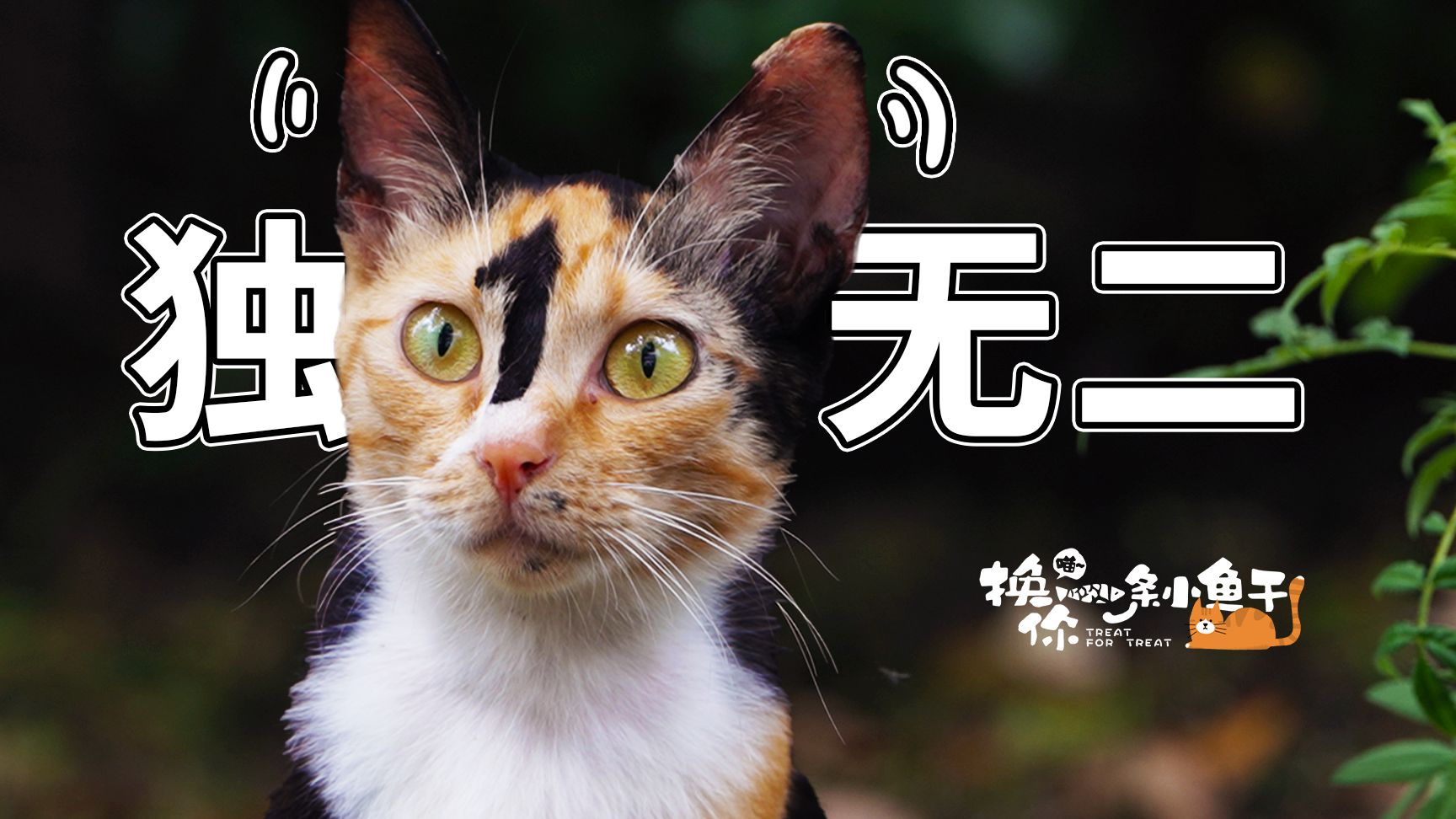 小猫“1”字头上纹，掌声送给社会人！