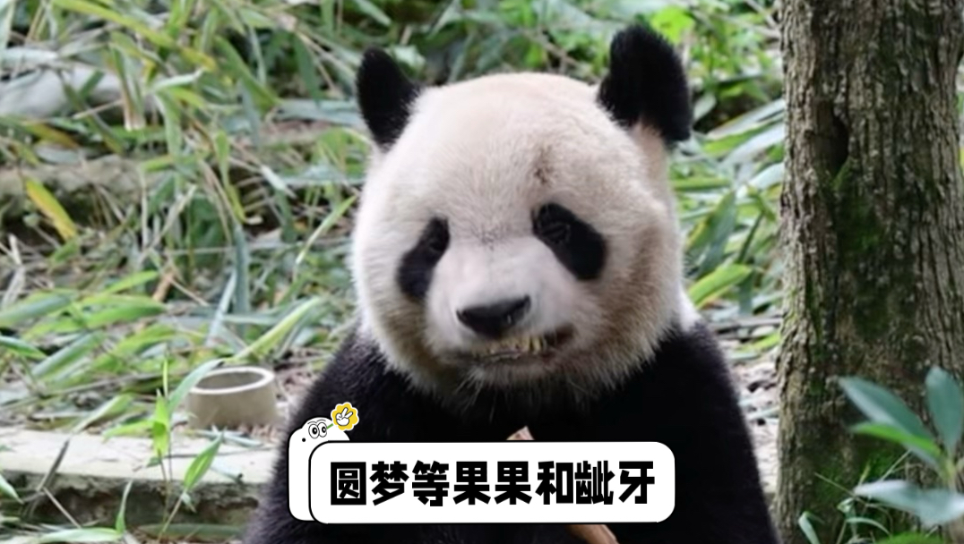 9.3圆梦等果果和龇牙