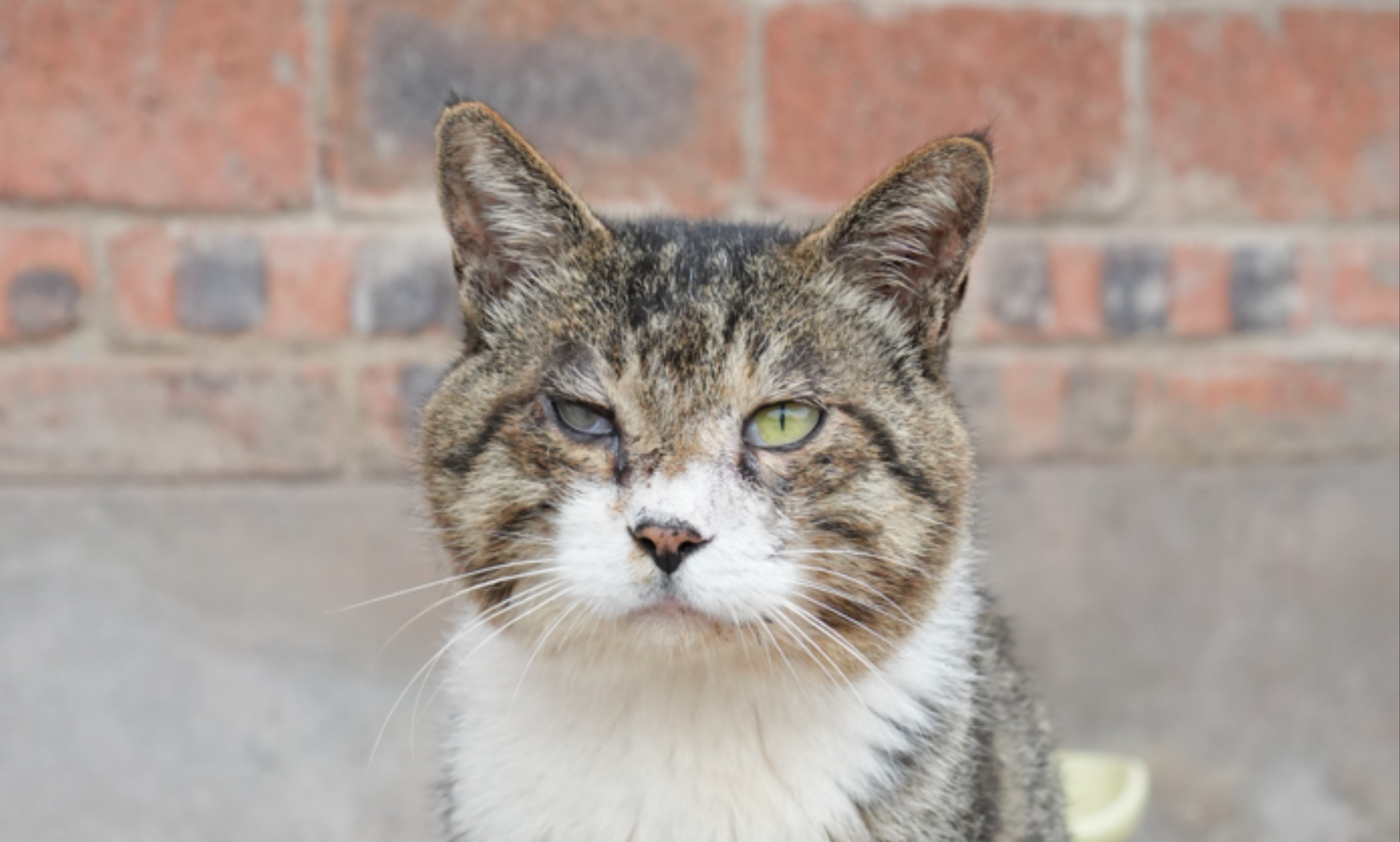 13岁的小奶猫天天出去干架，腿打瘸了刚给它修好，眼睛又差点被打