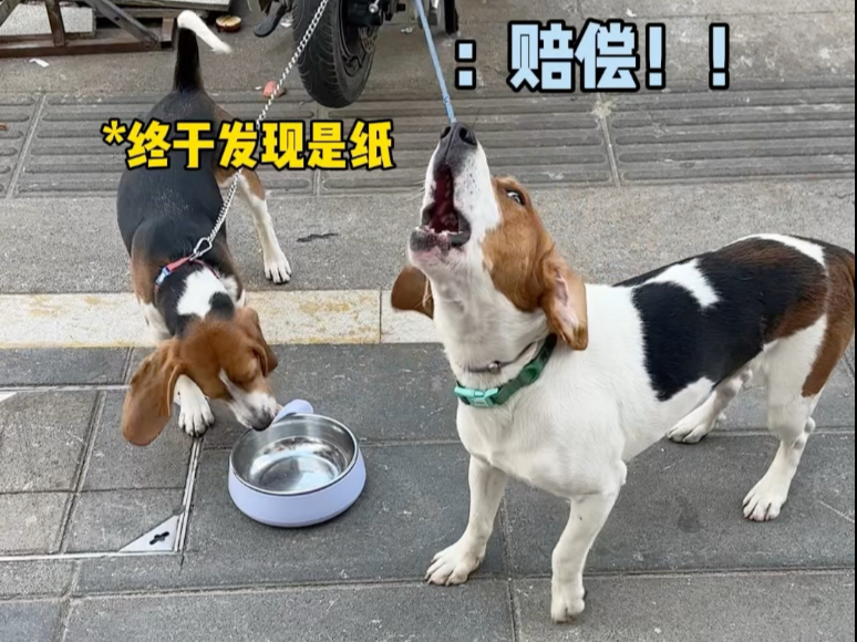 挑战给小狗和好朋狗们吃剪纸餐，让他们莫名其妙…