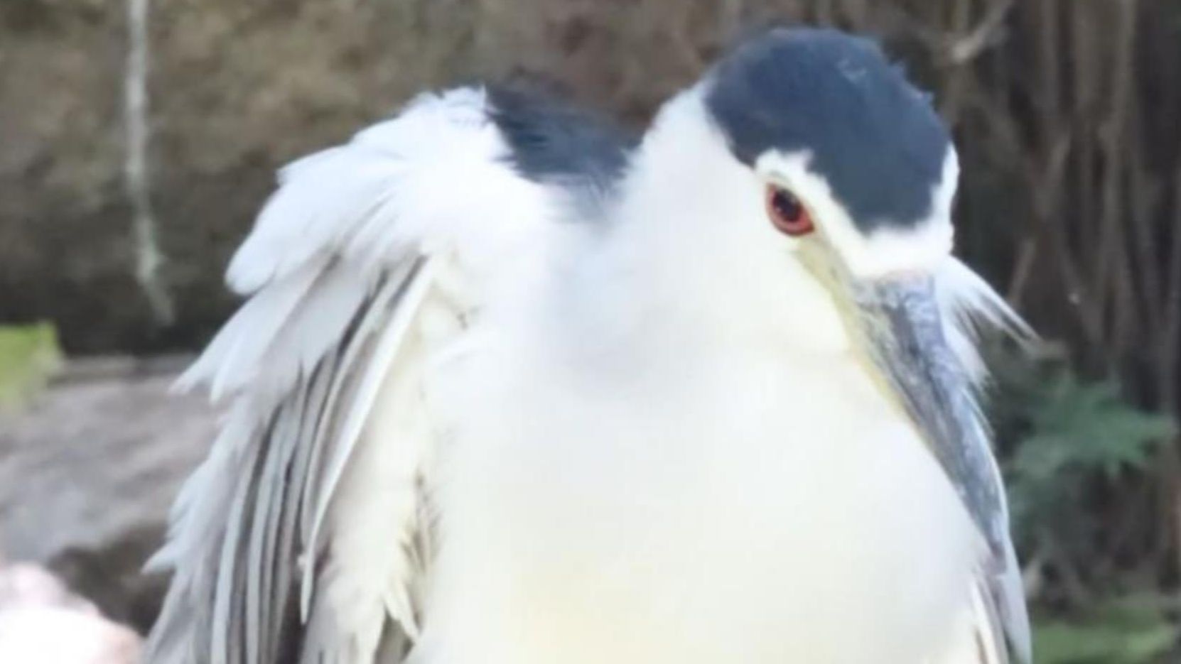 以防你没见过仙鹭理毛