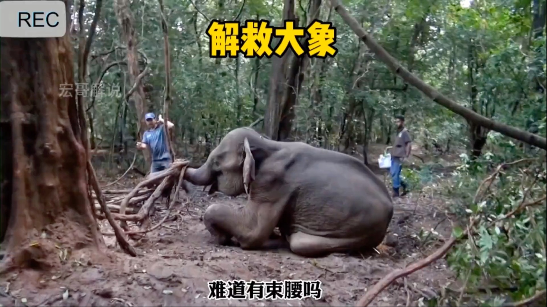 大象的鼻子竟然被树藤死死的缠住，救援小哥勇敢上前营救！