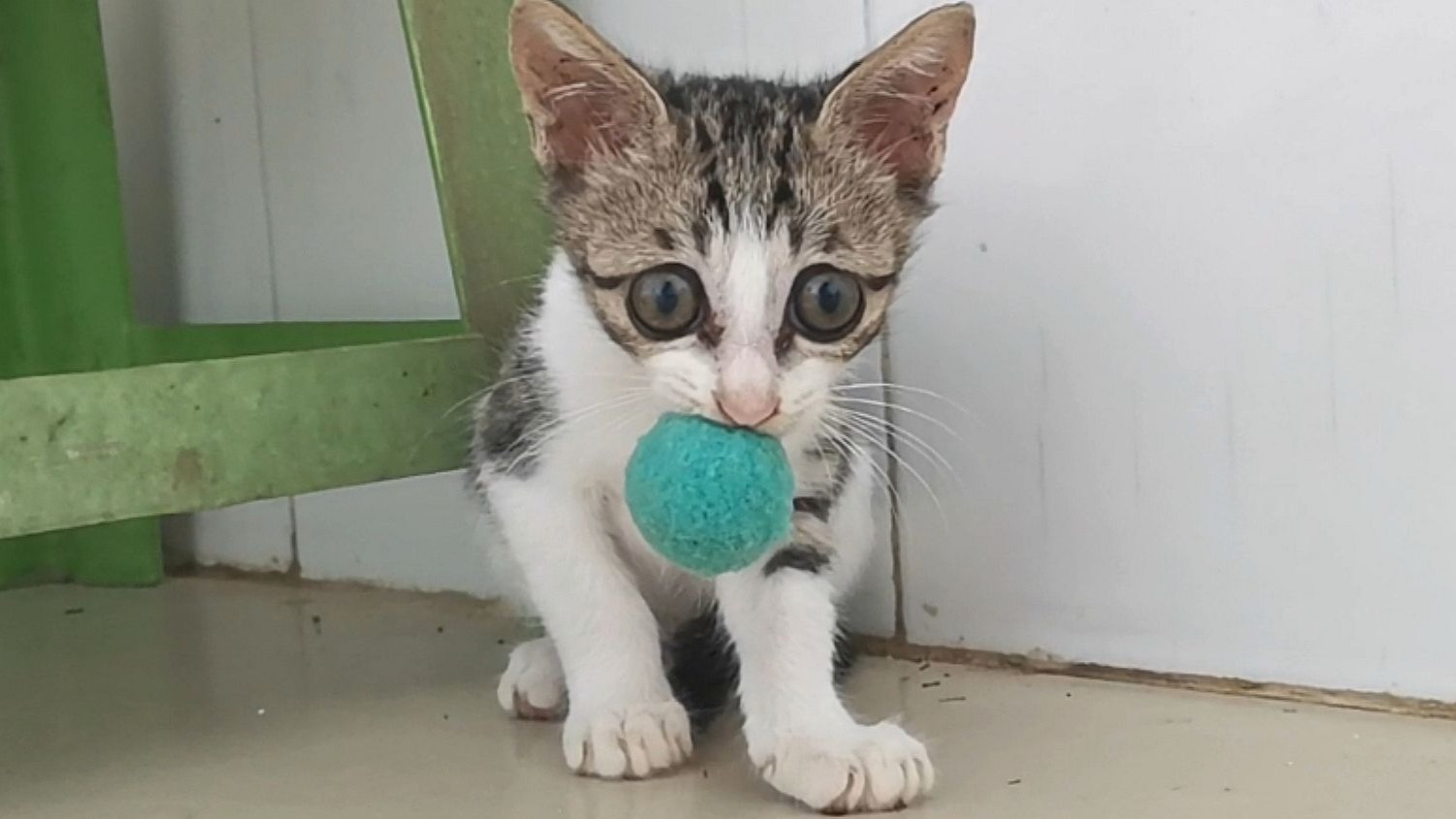 捡来的时候没告诉我你是摩托车啊？