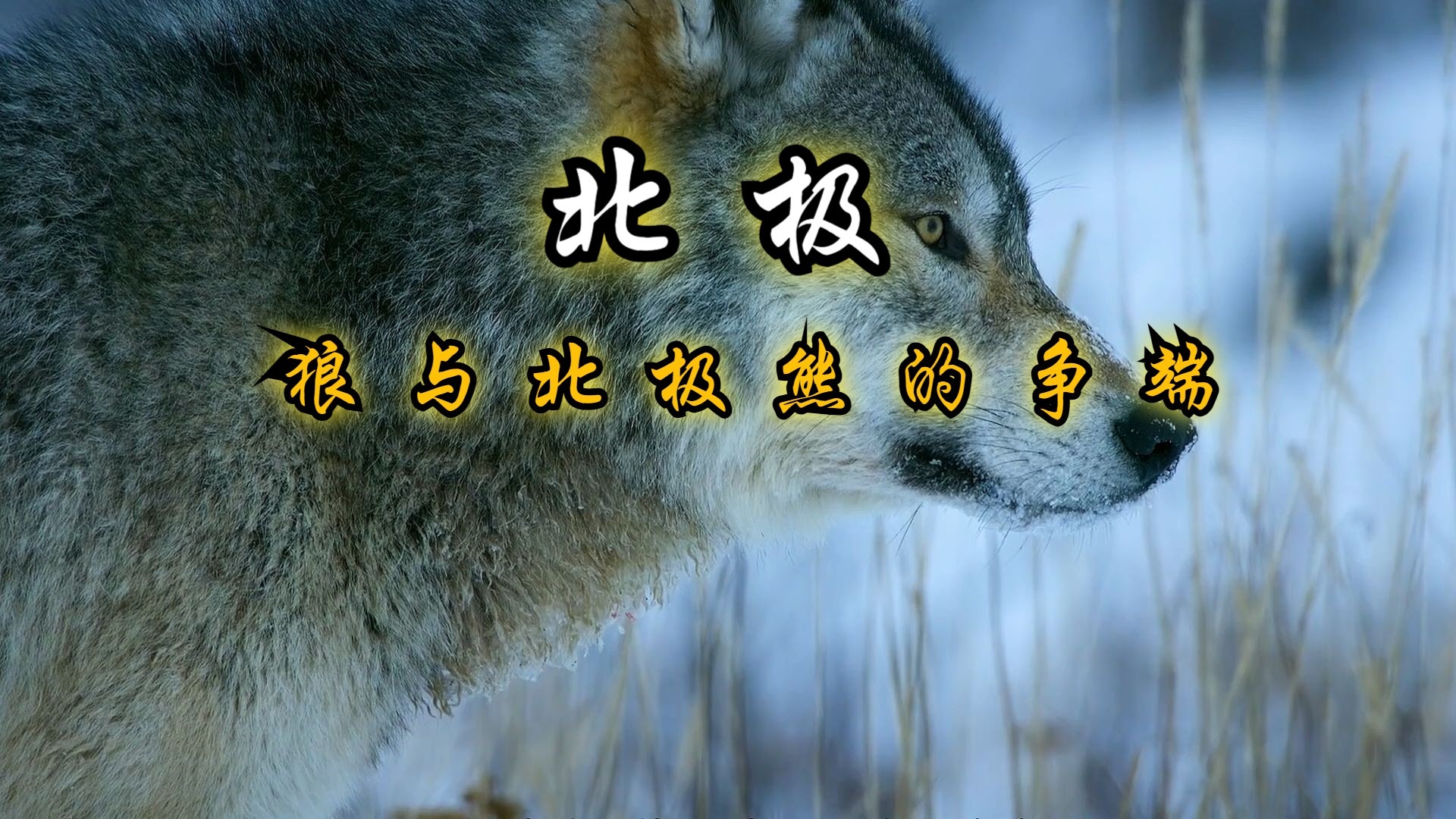 在食物匮乏的北极之地，同类相食已成常态！