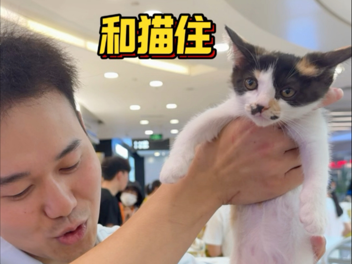 成都60只小猫领养活动，看看和猫住X友望带来了哪些可爱的猫咪！