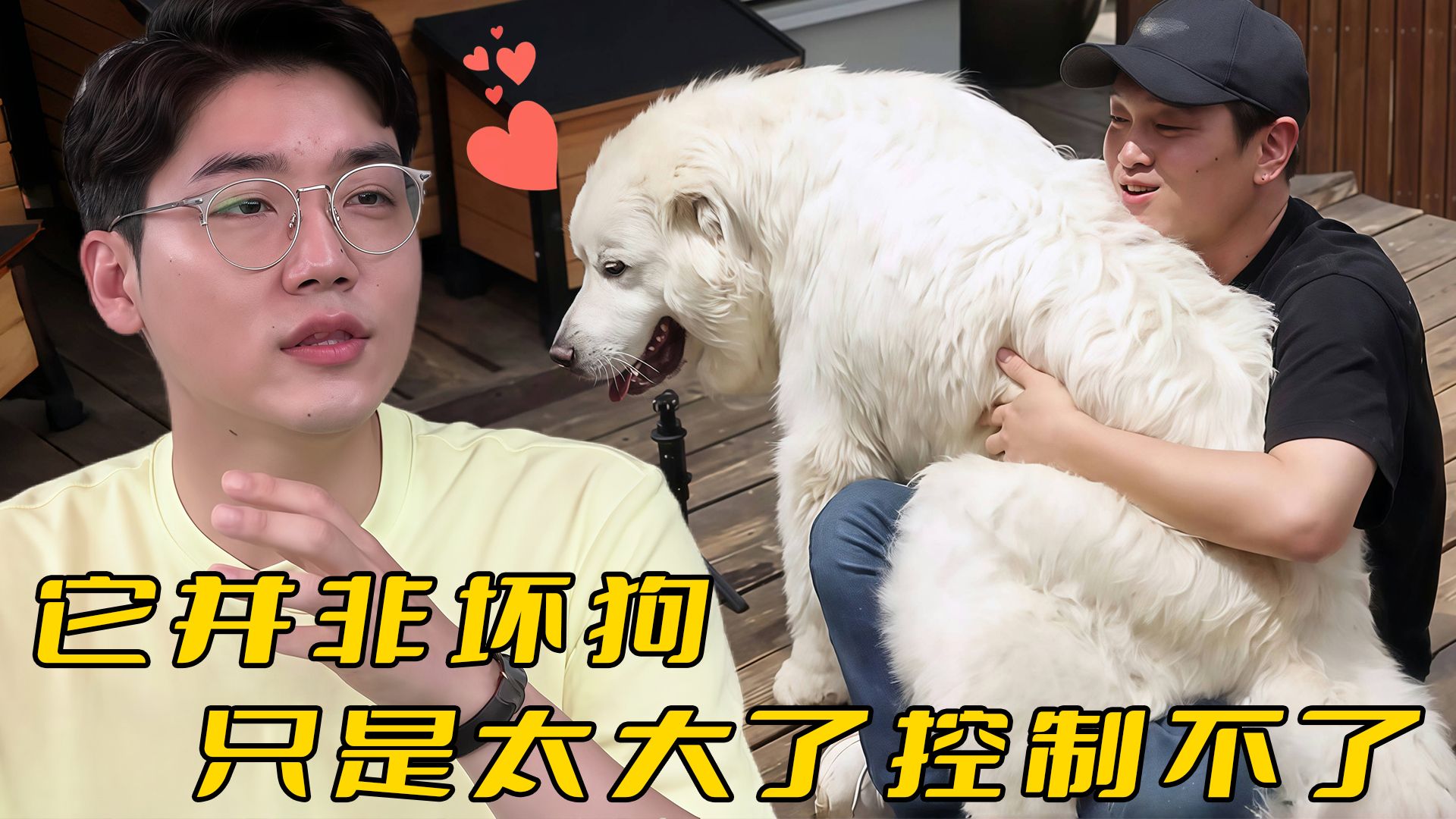 大白熊犬因体型遭人误解，被禁足在家1个月不准出门，直到训犬师