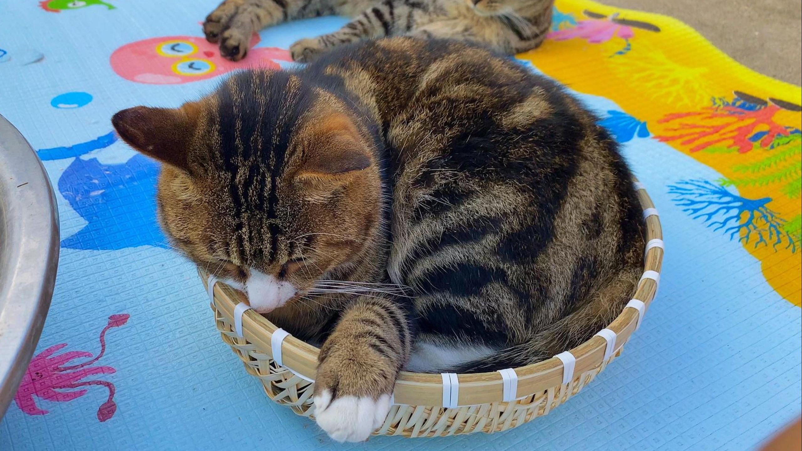 老妈让我用盆扒玉米，结果扒了一盆猫