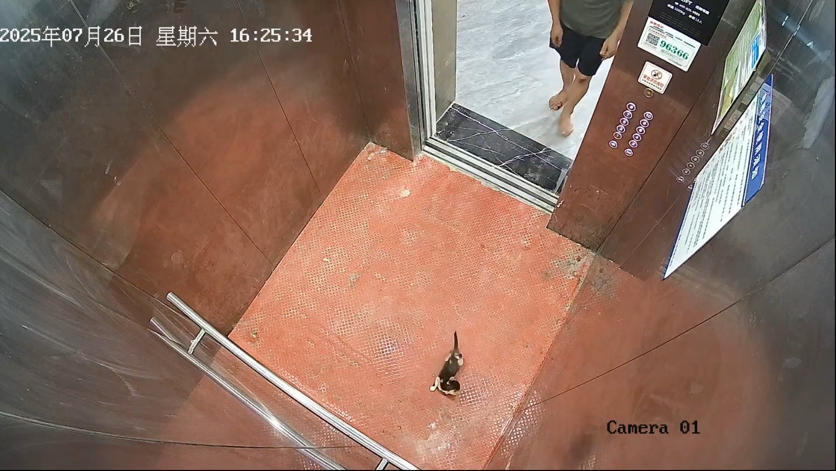 希望大家遇到流浪猫都可以善待它们吧