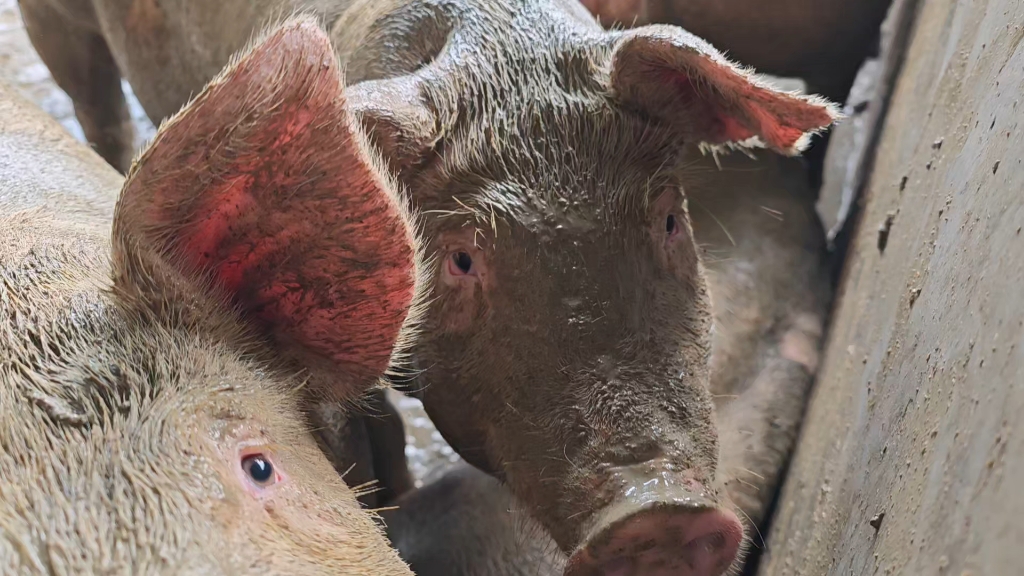 猜猜它用的什么味的沐浴露？