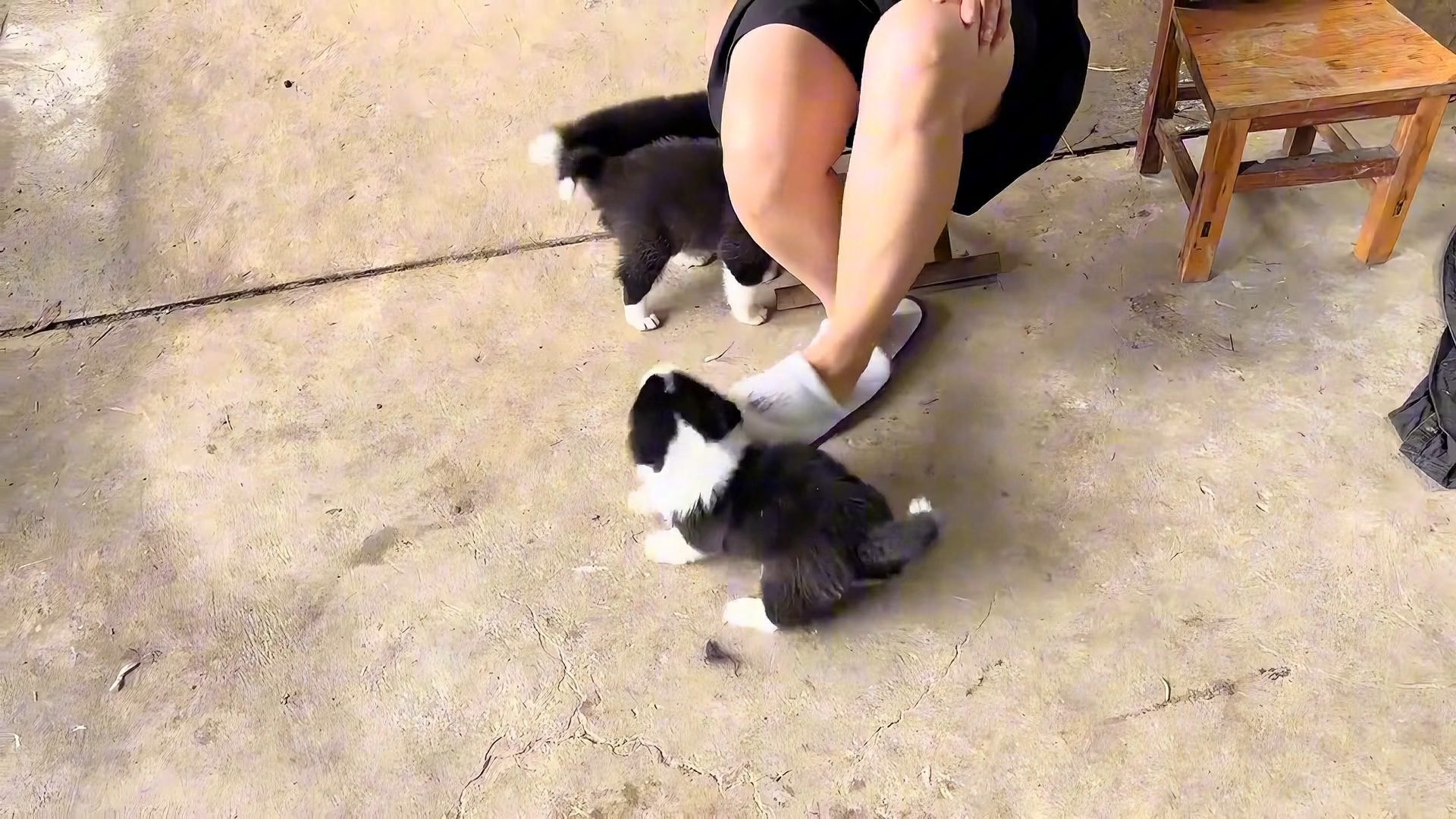 这是4小只满月的时候。ps：等我把小胖菜的来时路补完整哈，喜欢