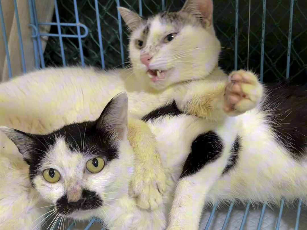 求助是真是假，肉眼可见