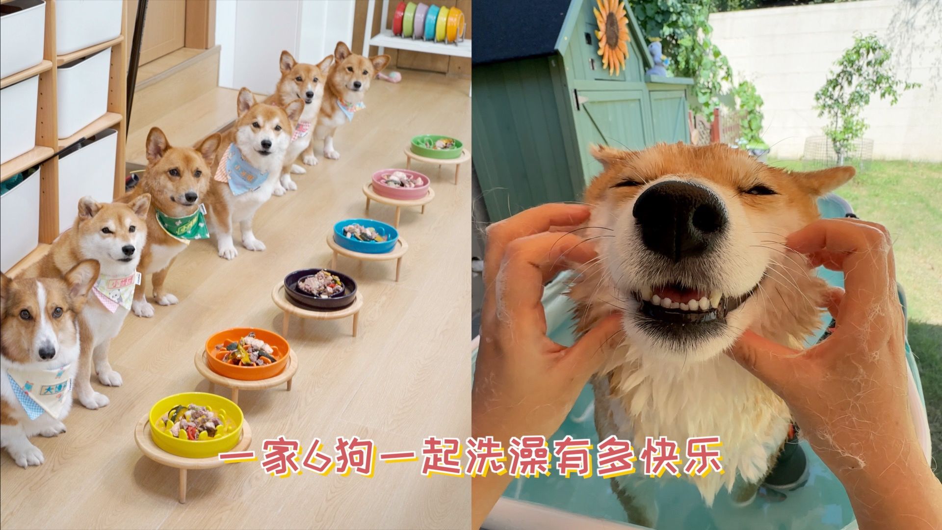 一家6狗一起洗澡有多快乐？